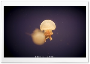 Jellyfish Ultra HD Wallpaper for 4K UHD Widescreen desktop, tablet & smartphone