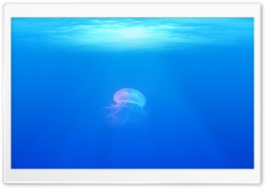 Jellyfish Ultra HD Wallpaper for 4K UHD Widescreen desktop, tablet & smartphone