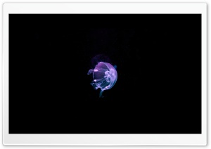 Jellyfish - Deep Blue Sea Ultra HD Wallpaper for 4K UHD Widescreen desktop, tablet & smartphone