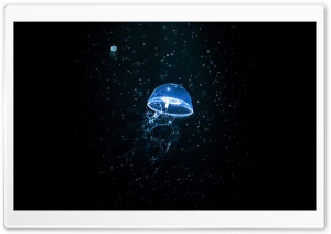 Jellyfish Dark Ultra HD Wallpaper for 4K UHD Widescreen desktop, tablet & smartphone