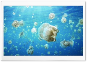 Jellyfish Invasion Ultra HD Wallpaper for 4K UHD Widescreen desktop, tablet & smartphone