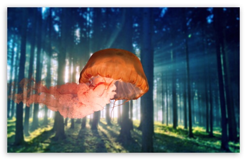 jellyfish underforest UltraHD Wallpaper for 8K UHD TV 16:9 Ultra High Definition 2160p 1440p 1080p 900p 720p ; Widescreen 16:10 5:3 WHXGA WQXGA WUXGA WXGA WGA ; Fullscreen 4:3 UXGA XGA SVGA ;