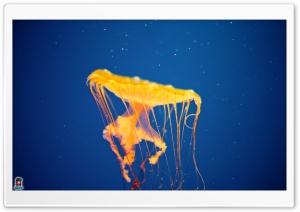 jellyfishinvasion 001 Ultra HD Wallpaper for 4K UHD Widescreen Desktop, Lockscreen, Screensaver, TV, Tablet, Smartphone