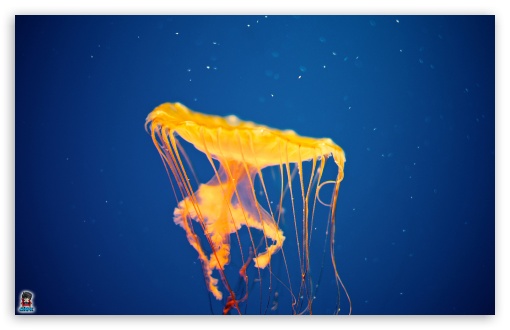 jellyfishinvasion 001 UltraHD Wallpaper for Widescreen 16:10 ;