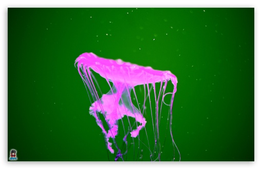 jellyfishinvasion 002 UltraHD Wallpaper for Widescreen 16:10 ;