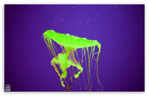 jellyfishinvasion 003 UltraHD Wallpaper for Widescreen 16:10 ;