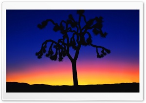 Joshua Tree At Dusk Ultra HD Wallpaper for 4K UHD Widescreen desktop, tablet & smartphone
