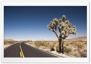 Joshua Tree Desert Road Ultra HD Wallpaper for 4K UHD Widescreen desktop, tablet & smartphone