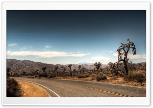 Joshua Tree National Park Ultra HD Wallpaper for 4K UHD Widescreen desktop, tablet & smartphone