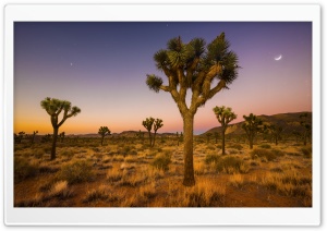 Joshua Tree, Wilderness, Mojave Desert, California, Arid  Landscape 4K UHD Wallpaper for Widescreen and UltraWide Desktop, UltraHD TV, Smartphone, Tablet