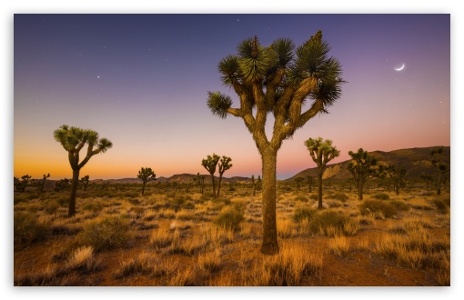 Joshua Tree, Wilderness, Mojave Desert, California, Arid  Landscape UltraHD Wallpaper for HD 16:9 ; UltraWide 21:9 24:10 ; Widescreen 16:10 5:3 ; Fullscreen 4:3 5:4 3:2 ; Tablet 1:1 ; Mobile 9:16 9:19.5 9:20 10:16 2:3 3:5 3:4 ;