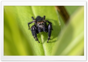 Jump Spider, Springspinne Ultra HD Wallpaper for 4K UHD Widescreen desktop, tablet & smartphone