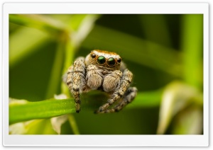 Jumper Spider On The Grass Macro Ultra HD Wallpaper for 4K UHD Widescreen desktop, tablet & smartphone