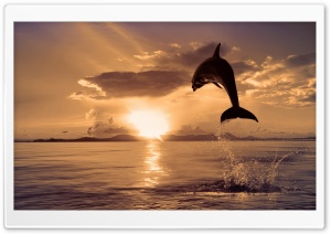 Jumping Dolphin Ultra HD Wallpaper for 4K UHD Widescreen desktop, tablet & smartphone