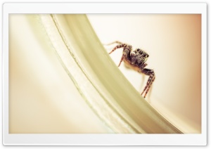 Jumping Spider Ultra HD Wallpaper for 4K UHD Widescreen desktop, tablet & smartphone