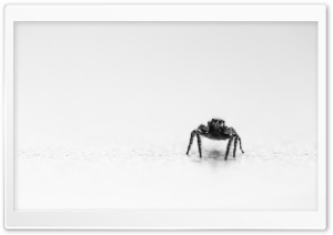 Jumping Spider Black and White Ultra HD Wallpaper for 4K UHD Widescreen desktop, tablet & smartphone