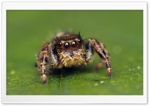 Jumping Spider Cute Ultra HD Wallpaper for 4K UHD Widescreen desktop, tablet & smartphone