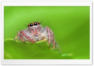 Jumping Spider, Green Background Ultra HD Wallpaper for 4K UHD Widescreen desktop, tablet & smartphone