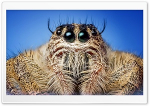 Jumping Spider Macro Ultra HD Wallpaper for 4K UHD Widescreen desktop, tablet & smartphone