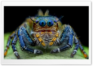 Jumping Spider Macro Insect Ultra HD Wallpaper for 4K UHD Widescreen desktop, tablet & smartphone