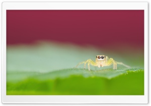 Jumping Spider on a Green Leaf Ultra HD Wallpaper for 4K UHD Widescreen desktop, tablet & smartphone