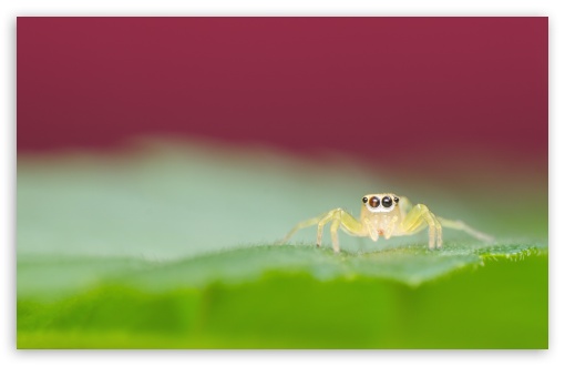 Jumping Spider on a Green Leaf UltraHD Wallpaper for 8K UHD TV 16:9 Ultra High Definition 2160p 1440p 1080p 900p 720p ; UltraWide 32:10 ; Widescreen 16:10 5:3 WHXGA WQXGA WUXGA WXGA WGA ; Fullscreen 4:3 5:4 3:2 UXGA XGA SVGA QSXGA SXGA DVGA HVGA HQVGA ( Apple PowerBook G4 iPhone 4 3G 3GS iPod Touch ) ; Tablet 1:1 ; Mobile 3:5 3:4 - ; Dual 16:10 5:3 16:9 4:3 5:4 WHXGA WQXGA WUXGA WXGA WGA 2160p 1440p 1080p 900p 720p UXGA XGA SVGA QSXGA SXGA ;