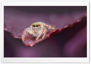 Jumping Spider on a Leaf, Macro Ultra HD Wallpaper for 4K UHD Widescreen desktop, tablet & smartphone