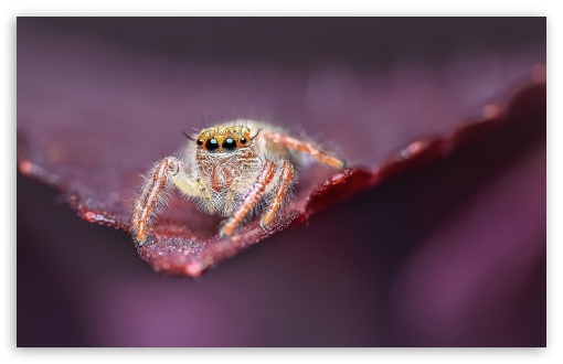 Jumping Spider on a Leaf, Macro UltraHD Wallpaper for 8K UHD TV 16:9 Ultra High Definition 2160p 1440p 1080p 900p 720p ; UltraWide 32:10 ; Widescreen 16:10 5:3 WHXGA WQXGA WUXGA WXGA WGA ; Fullscreen 4:3 5:4 3:2 UXGA XGA SVGA QSXGA SXGA DVGA HVGA HQVGA ( Apple PowerBook G4 iPhone 4 3G 3GS iPod Touch ) ; Tablet 1:1 ; Mobile 3:5 3:4 - ; Dual 16:10 5:3 16:9 4:3 5:4 WHXGA WQXGA WUXGA WXGA WGA 2160p 1440p 1080p 900p 720p UXGA XGA SVGA QSXGA SXGA ;