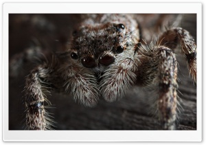 Jumping Spider (Platycryptus Undatus) Ultra HD Wallpaper for 4K UHD Widescreen desktop, tablet & smartphone