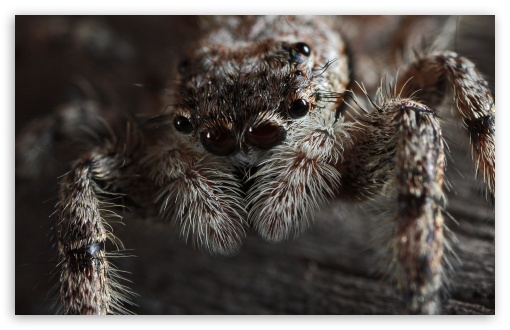 Jumping Spider (Platycryptus Undatus) UltraHD Wallpaper for UHD 16:9 2160p 1440p 1080p 900p 720p ; 8K UHD TV 16:9 Ultra High Definition 2160p 1440p 1080p 900p 720p ; Widescreen 16:10 5:3 WHXGA WQXGA WUXGA WXGA WGA ; Fullscreen 4:3 3:2 UXGA XGA SVGA DVGA HVGA HQVGA ( Apple PowerBook G4 iPhone 4 3G 3GS iPod Touch ) ;