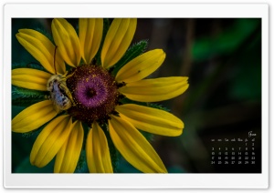 June Ultra HD Wallpaper for 4K UHD Widescreen desktop, tablet & smartphone
