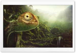 Jungle Chameleon Ultra HD Wallpaper for 4K UHD Widescreen desktop, tablet & smartphone