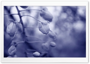 Jungle Fantasy Flower Ultra HD Wallpaper for 4K UHD Widescreen desktop, tablet & smartphone