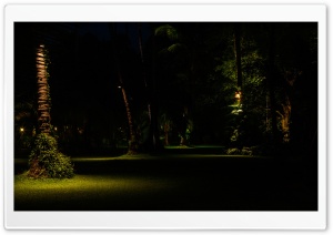 Jungle Night 4K UHD Wallpaper for Widescreen and UltraWide Desktop, UltraHD TV, Smartphone, Tablet