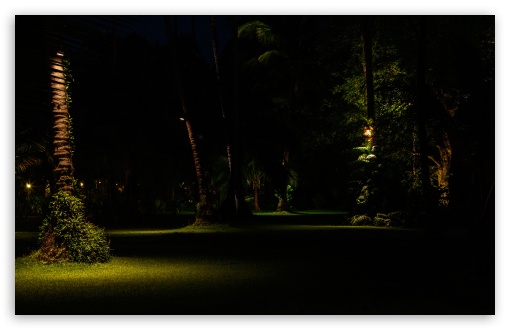 Jungle Night UltraHD Wallpaper for UHD 16:9 ; HD 16:9 ; UltraWide 21:9 24:10 ; Widescreen 16:10 5:3 ;