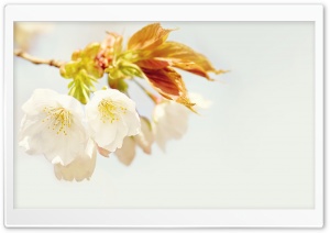 Just Bloom Ultra HD Wallpaper for 4K UHD Widescreen desktop, tablet & smartphone