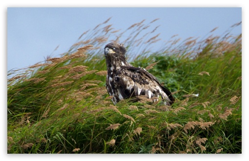 Juvenile Bald Eagle Mcneil River Alaska UltraHD Wallpaper for 8K UHD TV 16:9 Ultra High Definition 2160p 1440p 1080p 900p 720p ; Widescreen 16:10 5:3 WHXGA WQXGA WUXGA WXGA WGA ; Fullscreen 4:3 5:4 3:2 UXGA XGA SVGA QSXGA SXGA DVGA HVGA HQVGA ( Apple PowerBook G4 iPhone 4 3G 3GS iPod Touch ) ; Tablet 1:1 ; Mobile 3:5 3:4 - ;