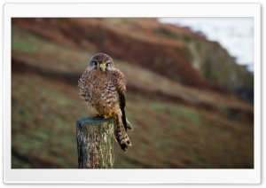 Juvenile Kestrel Bird of Prey Ultra HD Wallpaper for 4K UHD Widescreen desktop, tablet & smartphone