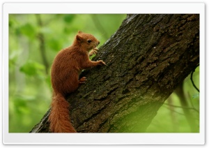 Juvenile, Squirrel, Fluffy Tail, Nimble, Tree Dweller, Wildlife, Climbing 4K UHD Wallpaper for Widescreen and UltraWide Desktop, UltraHD TV, Smartphone, Tablet