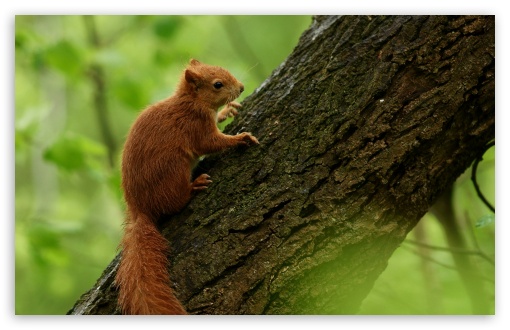Juvenile, Squirrel, Fluffy Tail, Nimble, Tree Dweller, Wildlife, Climbing UltraHD Wallpaper for UHD 16:9 ; HD 16:9 ; UltraWide 21:9 24:10 ; Widescreen 16:10 5:3 ; Fullscreen 4:3 5:4 3:2 ; Tablet 1:1 ; Mobile 9:16 9:19.5 9:20 9:21 9:22 10:16 2:3 3:5 3:4 ;