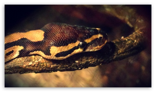 Kana UltraHD Wallpaper for HD 16:9 ;