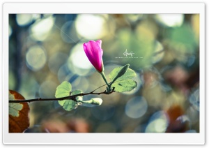 Kanchan Ultra HD Wallpaper for 4K UHD Widescreen desktop, tablet & smartphone