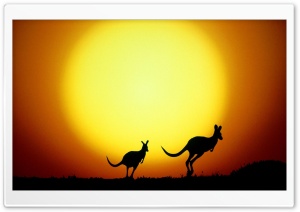 Kangaroo Ultra HD Wallpaper for 4K UHD Widescreen desktop, tablet & smartphone