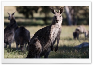 Kangaroos Ultra HD Wallpaper for 4K UHD Widescreen desktop, tablet & smartphone