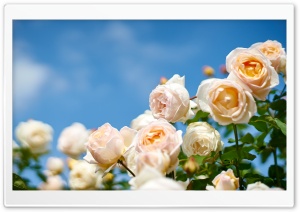 Kaoruno Roses in Creamy Bloom 4K UHD Wallpaper for Widescreen and UltraWide Desktop, UltraHD TV, Smartphone, Tablet