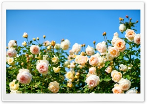 Kaoruno Roses in Soft Apricot Tones 4K UHD Wallpaper for Widescreen and UltraWide Desktop, UltraHD TV, Smartphone, Tablet