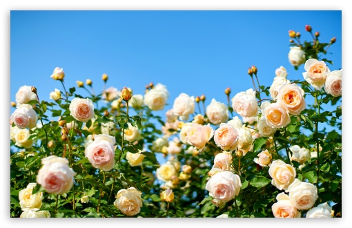 Kaoruno Roses in Soft Apricot Tones 4K UHD Wallpaper for Widescreen and UltraWide Desktop, UltraHD TV, Smartphone, Tablet Kaoruno Roses in Soft Apricot Tones UltraHD Wallpaper for UHD 16:9 ; HD 16:9 ; UltraWide 21:9 24:10 32:9 32:10 ; Widescreen 16:10 5:3 ; Fullscreen 4:3 5:4 3:2 ; Tablet 1:1 ; Mobile 9:16 9:19.5 9:20 9:21 9:22 10:16 2:3 3:5 3:4 ; Dual 16:10 5:3 16:9 4:3 5:4 3:2 ;