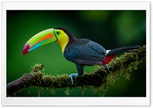 Keel-billed Toucan Bird Ultra HD Wallpaper for 4K UHD Widescreen Desktop, Lockscreen, Screensaver, TV, Tablet, Smartphone