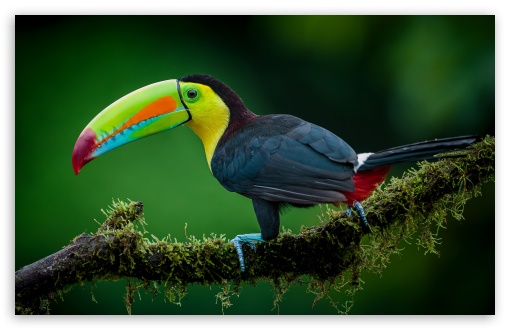 Keel-billed Toucan Bird UltraHD Wallpaper for UHD 16:9 ; HD 16:9 ; UltraWide 21:9 24:10 ; Widescreen 16:10 5:3 ; Fullscreen 4:3 5:4 3:2 ; Tablet 1:1 ; Dual 4:3 5:4 3:2 ;