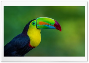 Keel-billed Toucan Bird Ultra HD Wallpaper for 4K UHD Widescreen Desktop, Lockscreen, Screensaver, TV, Tablet, Smartphone